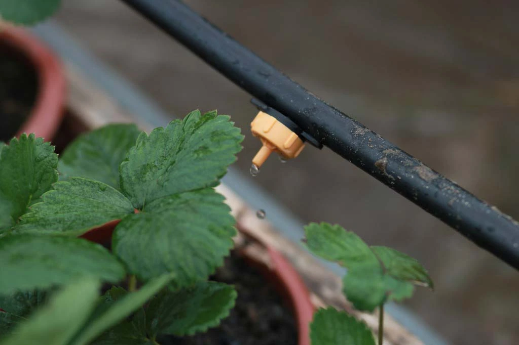 he thong tuoi nho giot1.webp