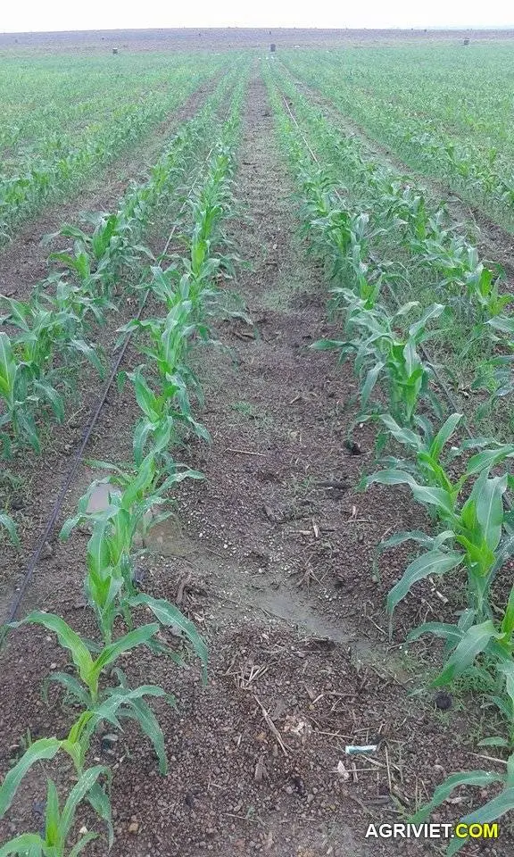 hệ thống tưới.webp