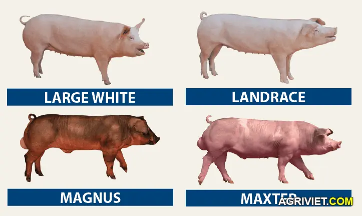 Trại heo giống hiện đại nhất Việt Nam