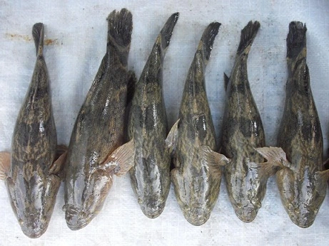 Hinh 1 - Ca bong tuong.webp