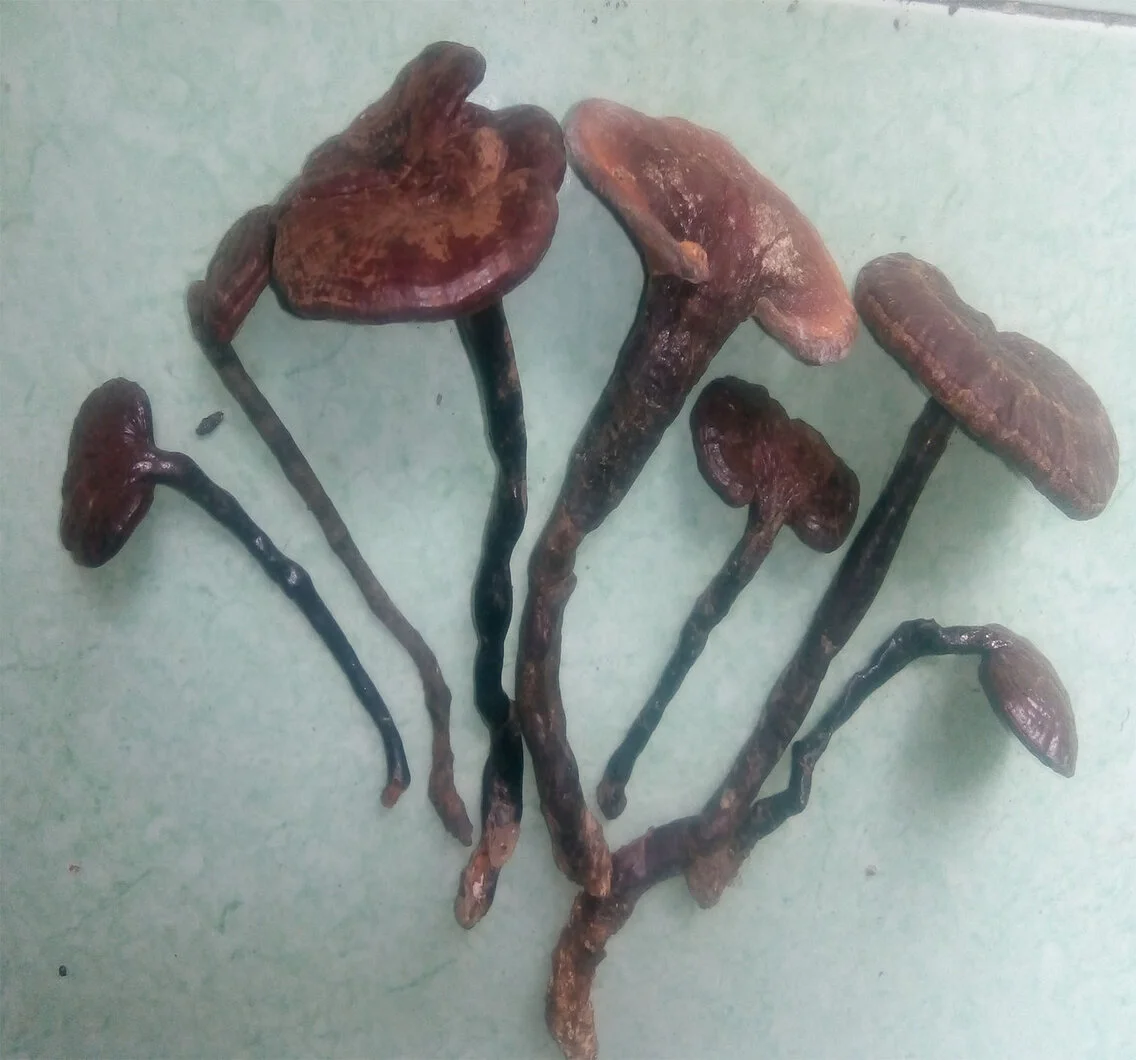 Hinh-anh-nam-truc-rung