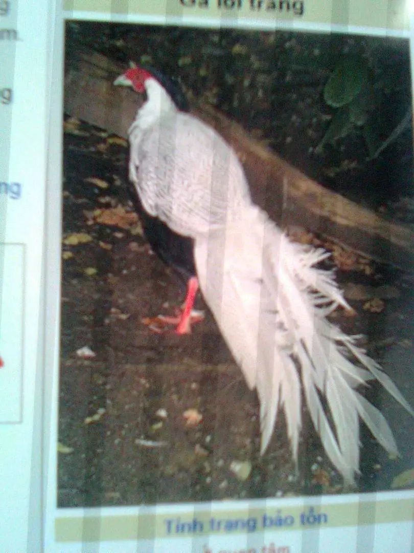 Hình ảnh0093.webp