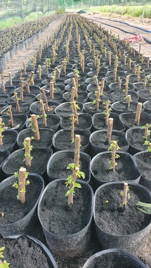 Hình-hoa-giấy 2.webp