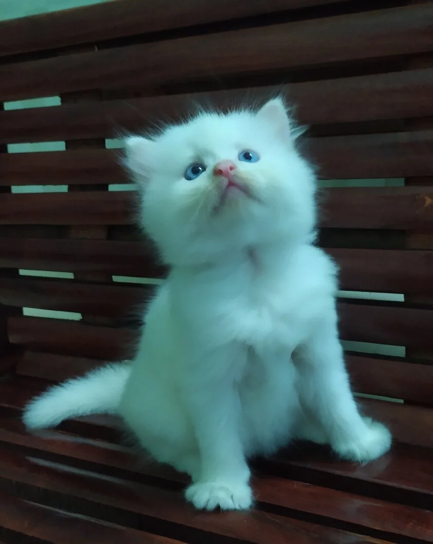 Bán 5 bé Mèo Anh LD mắt 2 màu