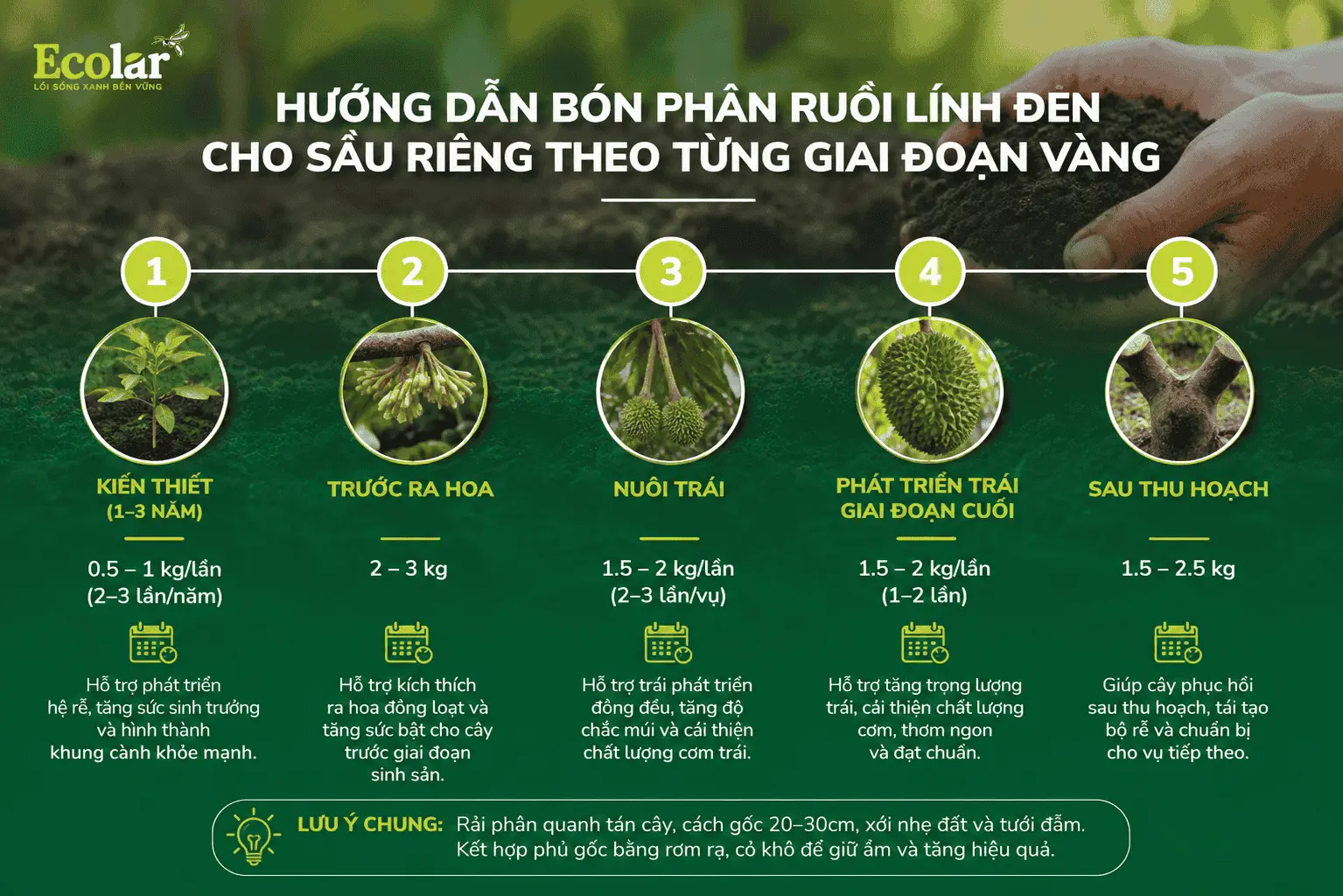 ho-sau-rieng-theo-tung-giai-doan-vang_de6c54c2a9b74bb98e1abaf9e1291967 (1).webp