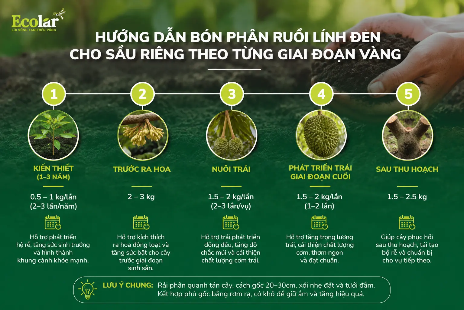 ho-sau-rieng-theo-tung-giai-doan-vang_de6c54c2a9b74bb98e1abaf9e1291967.webp