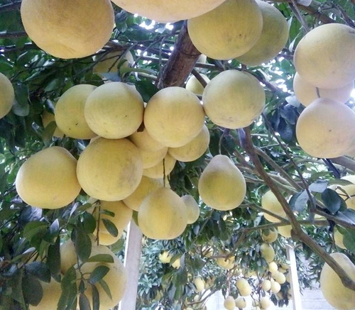 Chăm sóc bưởi đỏ Tân Lạc