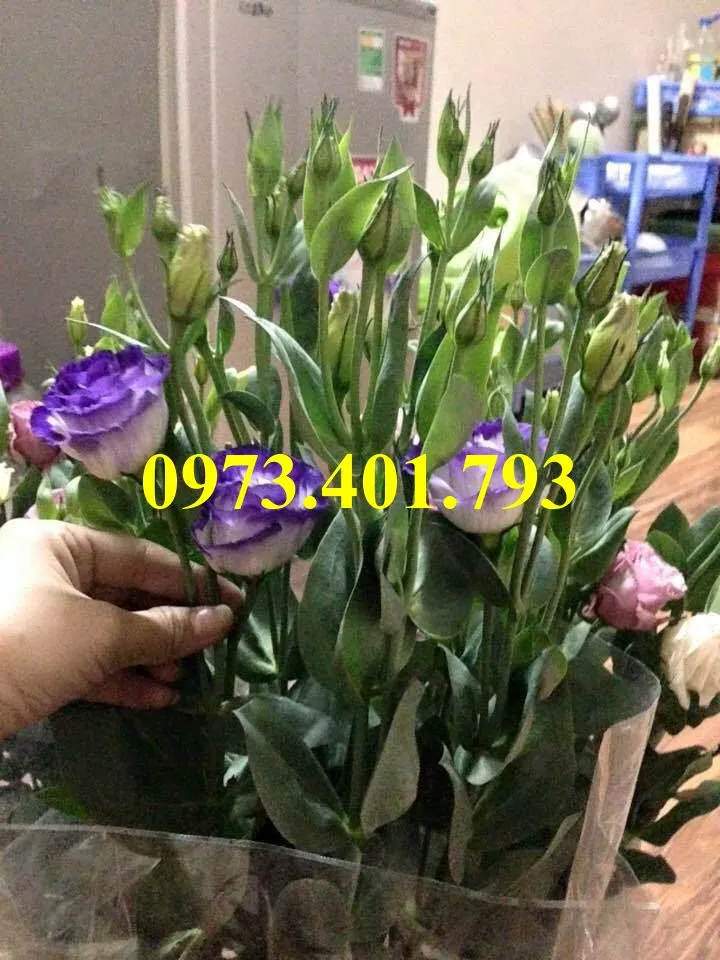 hoa cát tường1_result.webp