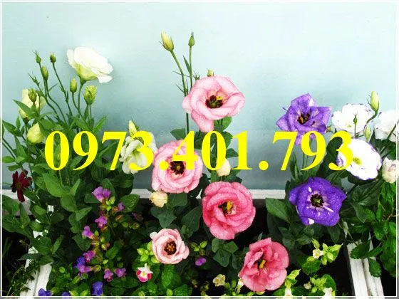 hoa cát tường2_result.webp