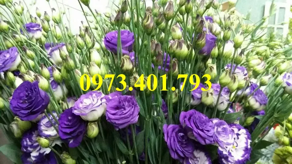 hoa cát tường3_result.webp