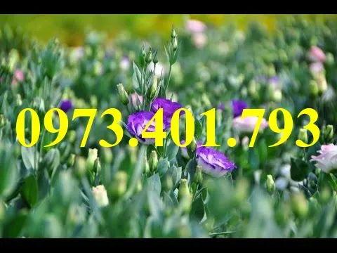 hoa cát tường4_result.webp