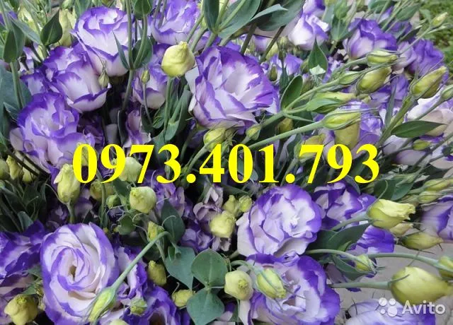 hoa cát tường5_result.webp