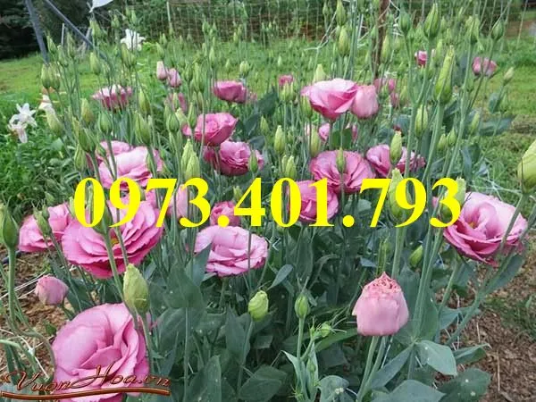 hoa cát tường6_result.webp