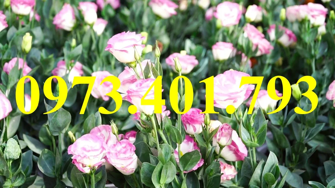 hoa cát tường8_result.webp