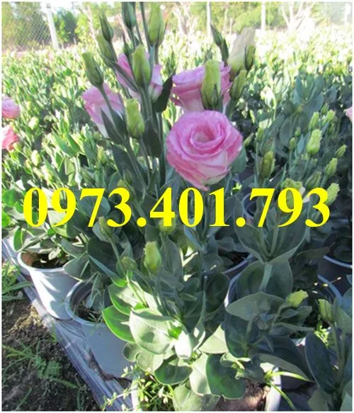 hoa cát tường_result.webp