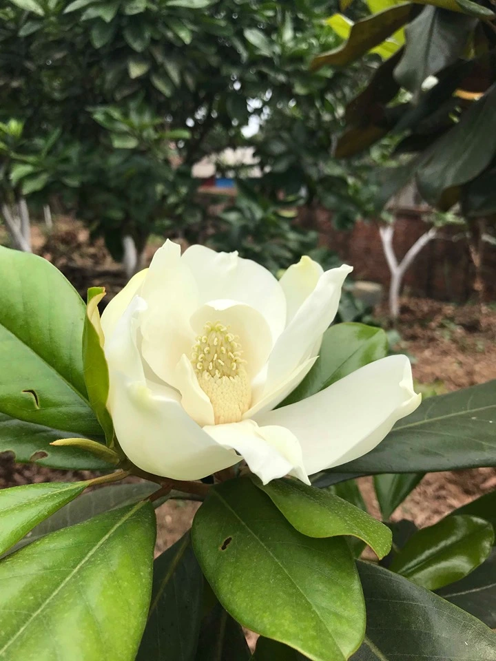 Hoa sen can nhe.webp