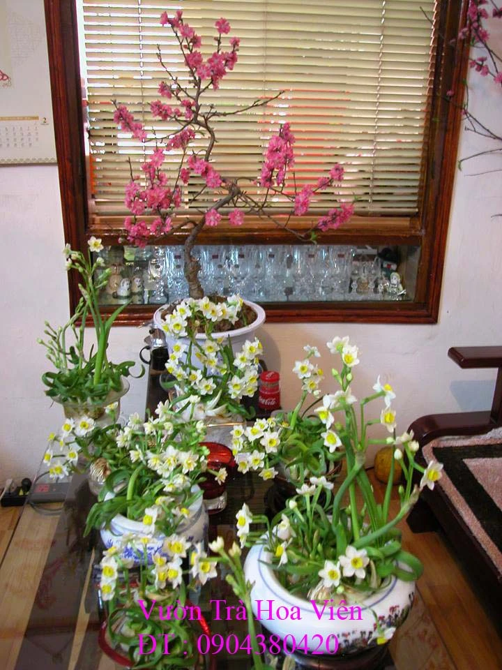 Hoa Thủy Tiên 130.webp