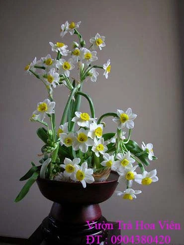 Hoa Thủy Tiên 139.webp