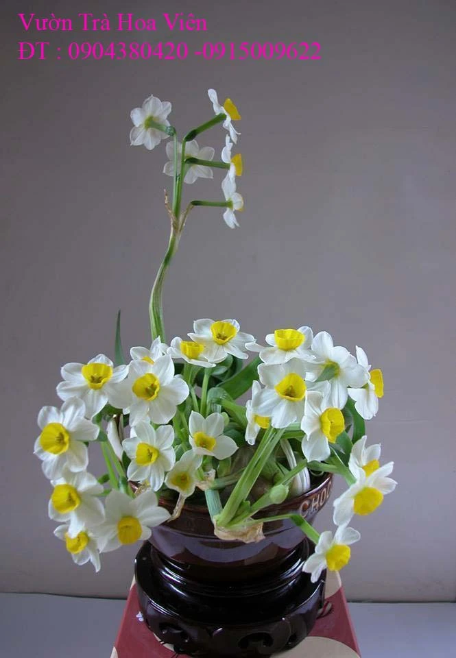 Hoa Thủy Tiên 145.webp