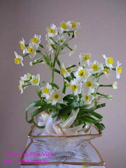 Hoa Thủy Tiên 162.webp