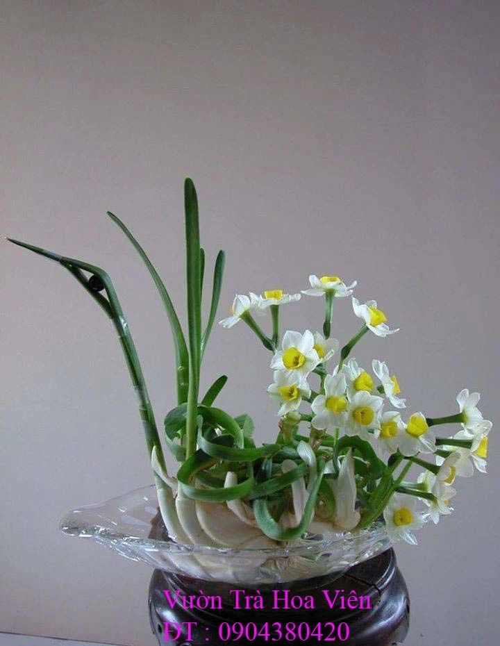 Hoa Thủy Tiên 194.webp