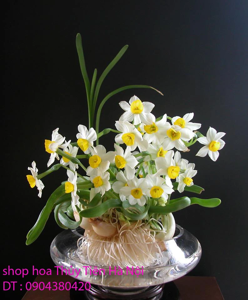 Hoa Thủy Tiên 22.webp