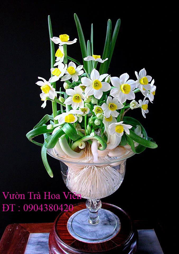 Hoa Thủy Tiên 29.webp