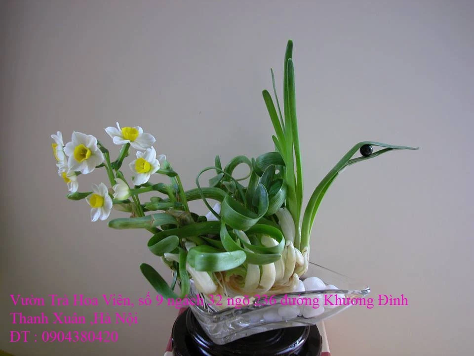 Hoa Thủy Tiên 5.webp