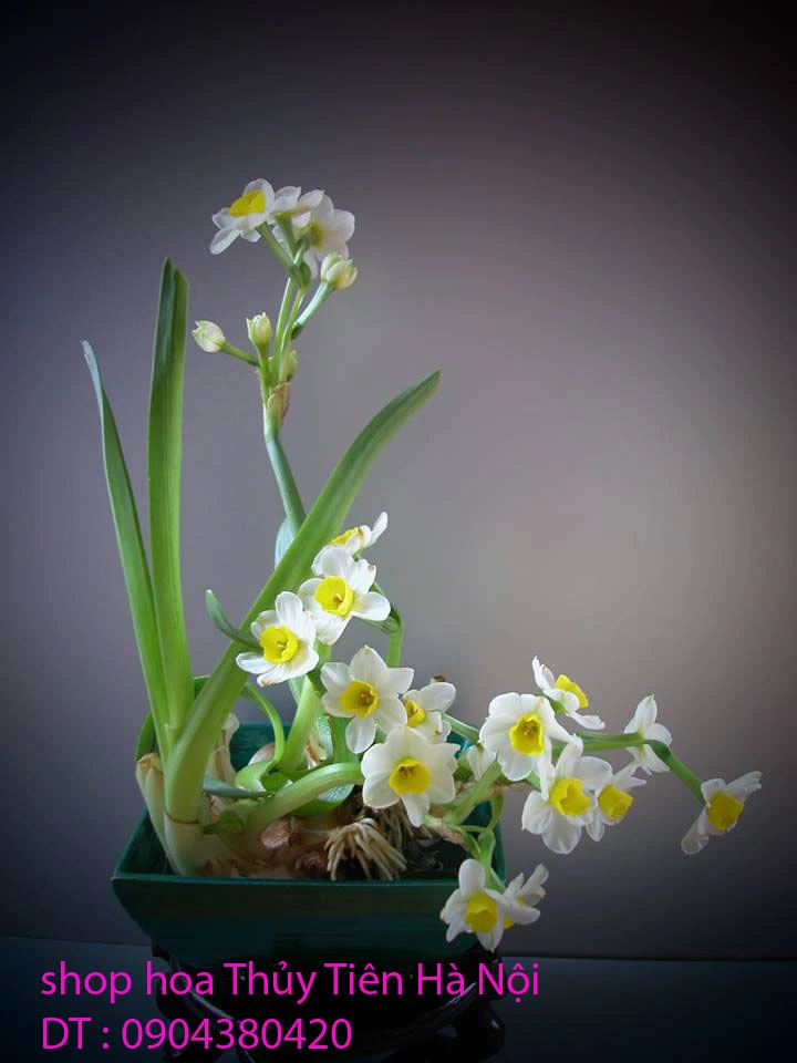 Hoa Thủy Tiên 63.webp