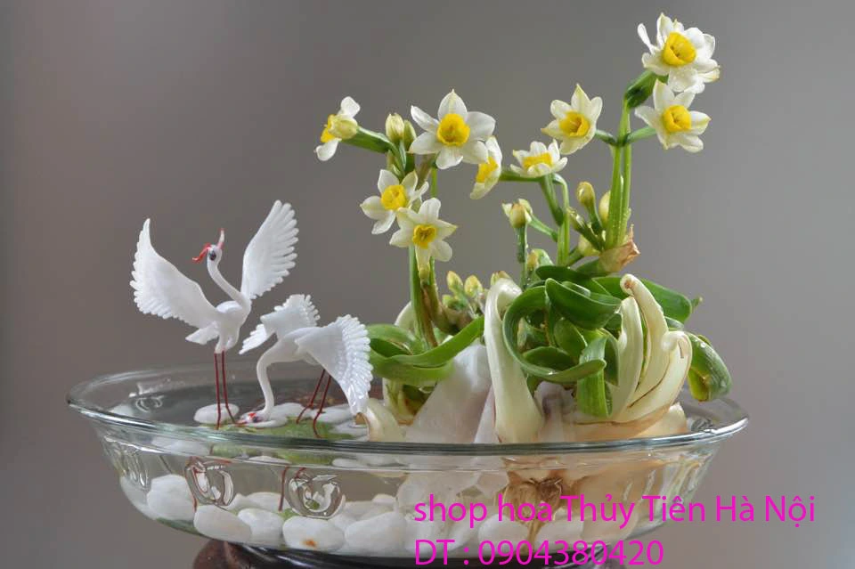 Hoa Thủy Tiên 65.webp