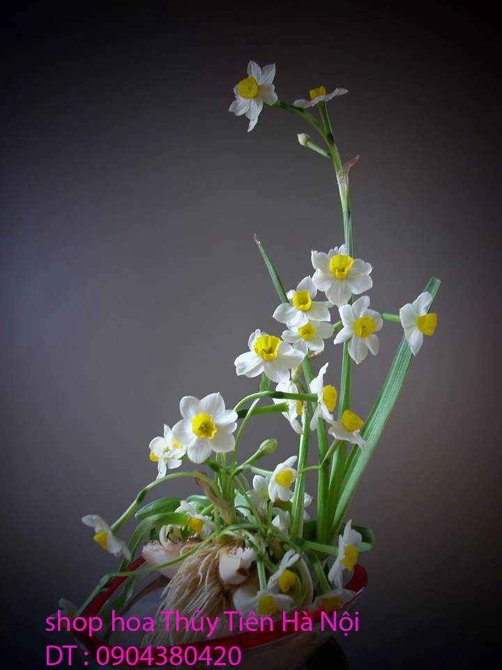 Hoa Thủy Tiên 96.webp