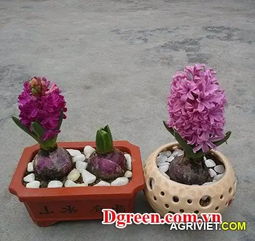 hoa tiên ông (3).webp