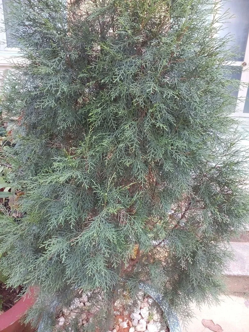 hoang dan huu lien.webp