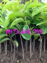 hồng giòn10_result.webp