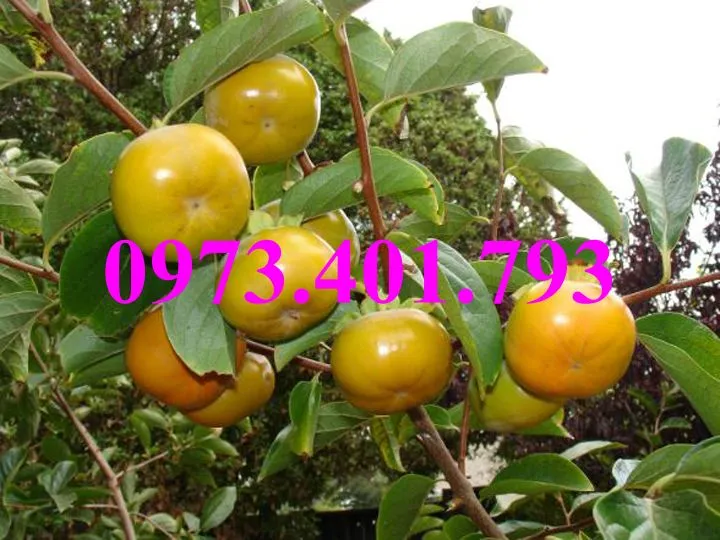 hồng giòn1_result.webp