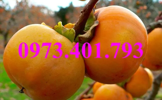 hồng giòn2_result.webp