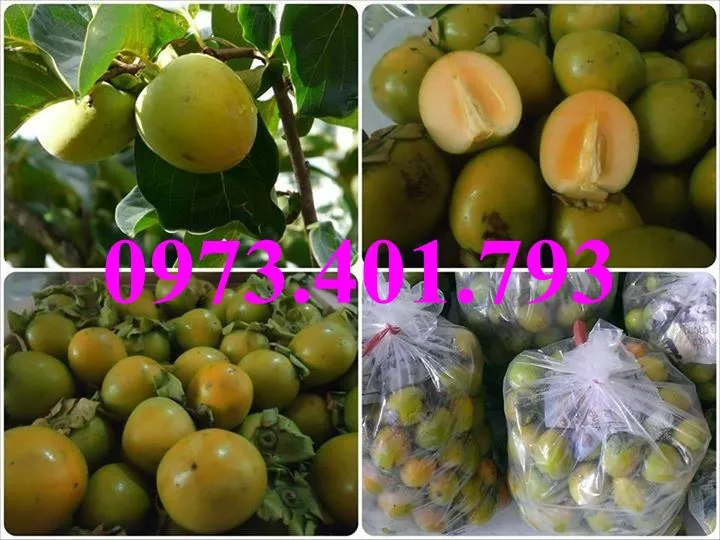 hồng giòn3_result.webp