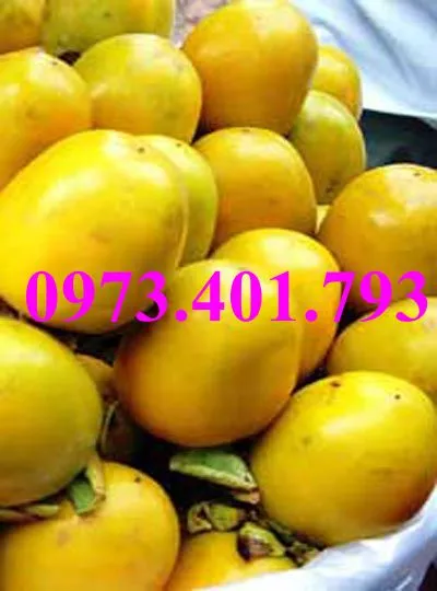 hồng giòn4_result.webp