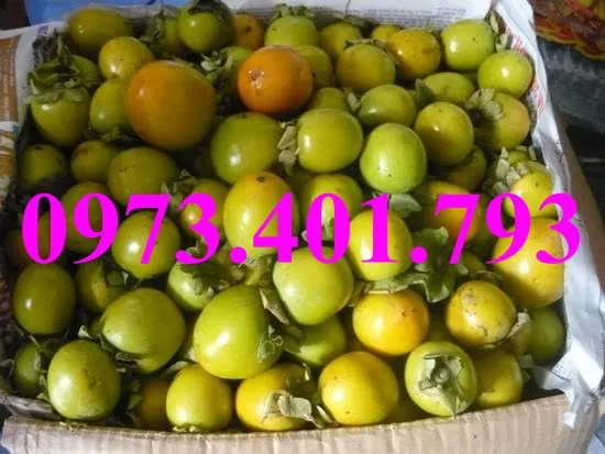 hồng giòn56_result.webp