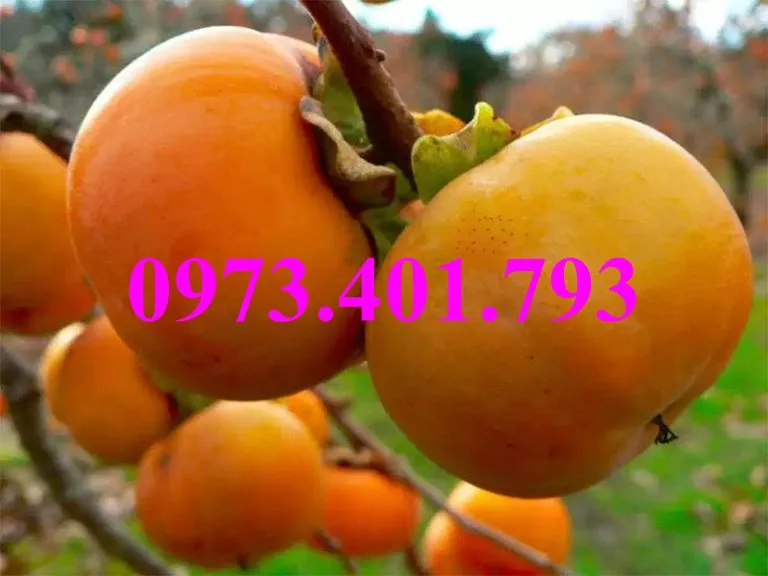 hồng giòn9_result.webp