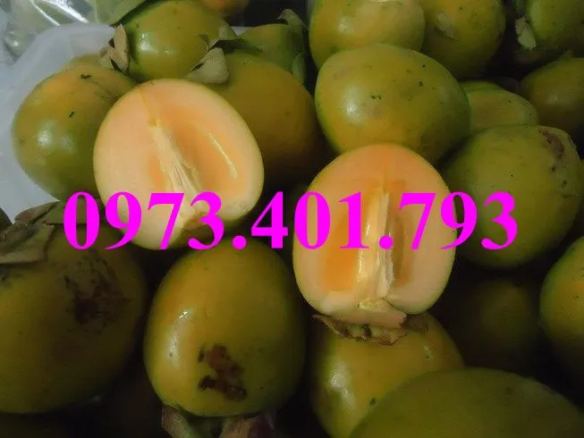 hồng giòn_result.webp