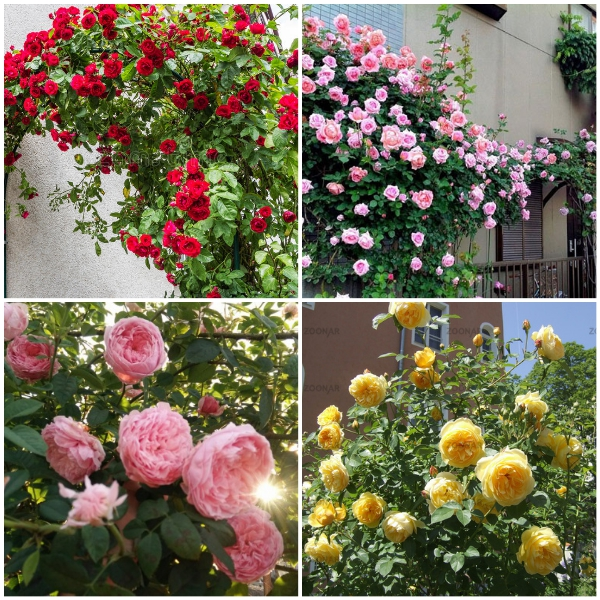 [Hot] Các loại cây trồng ban công chịu nắng tốt nhất hiện nay