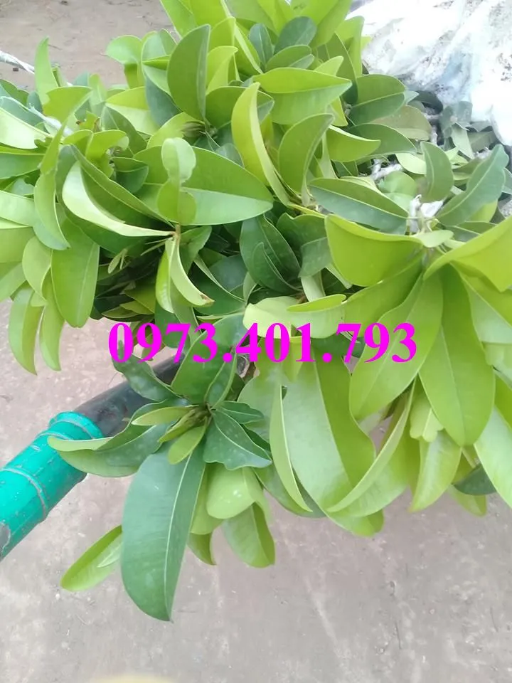 hông sim3_result.webp