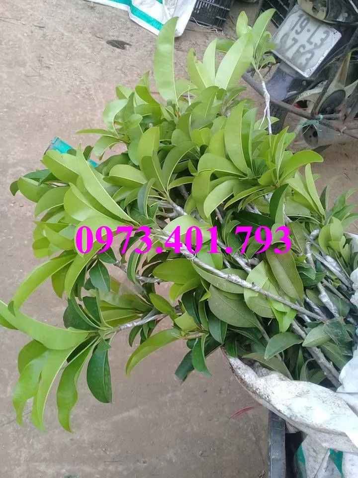 hông sim5_result.webp