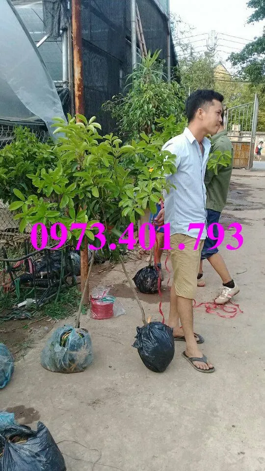 hông sim67_result.webp