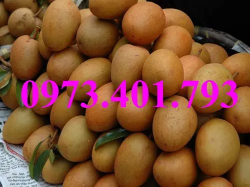 hông sim6_result.webp