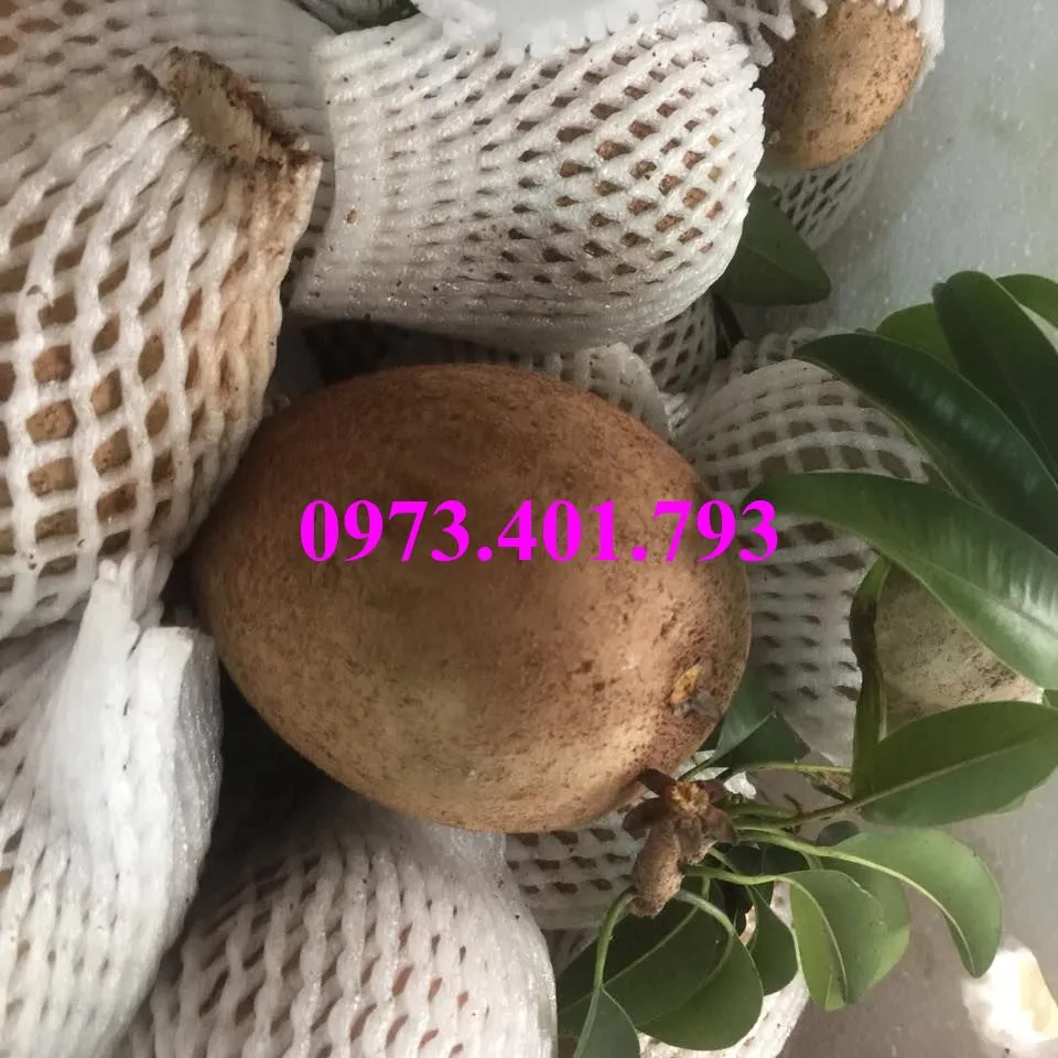 hông sim_result.webp