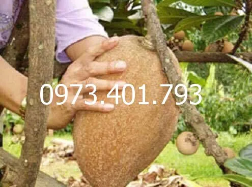 hồng xiêm đỏ khổng lồ thái lan3_result.webp