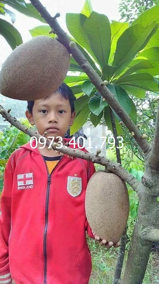 hồng xiêm đỏ khổng lồ thái lan_result.webp