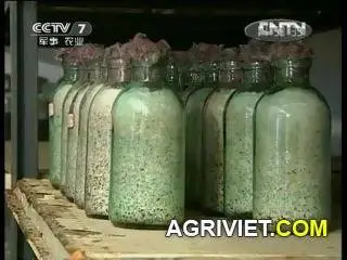 Huang Ling ky thuat trong nam_snapshot_12.41_[2014.02.19_22.57.08].webp